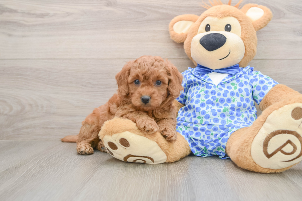 Little Mini Goldenpoo Poodle Mix Puppy