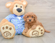 7 week old Mini Goldendoodle Puppy For Sale - Florida Fur Babies
