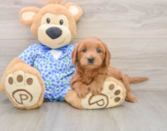 7 week old Mini Goldendoodle Puppy For Sale - Florida Fur Babies