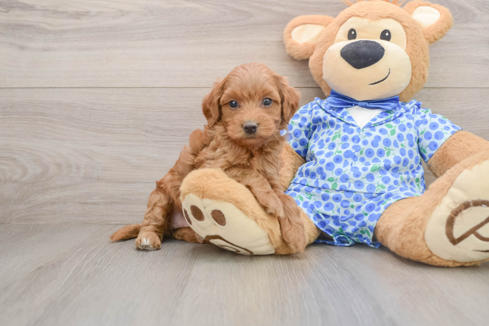 Mini Goldendoodle Pup Being Cute