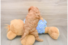 Mini Goldendoodle Puppy for Adoption