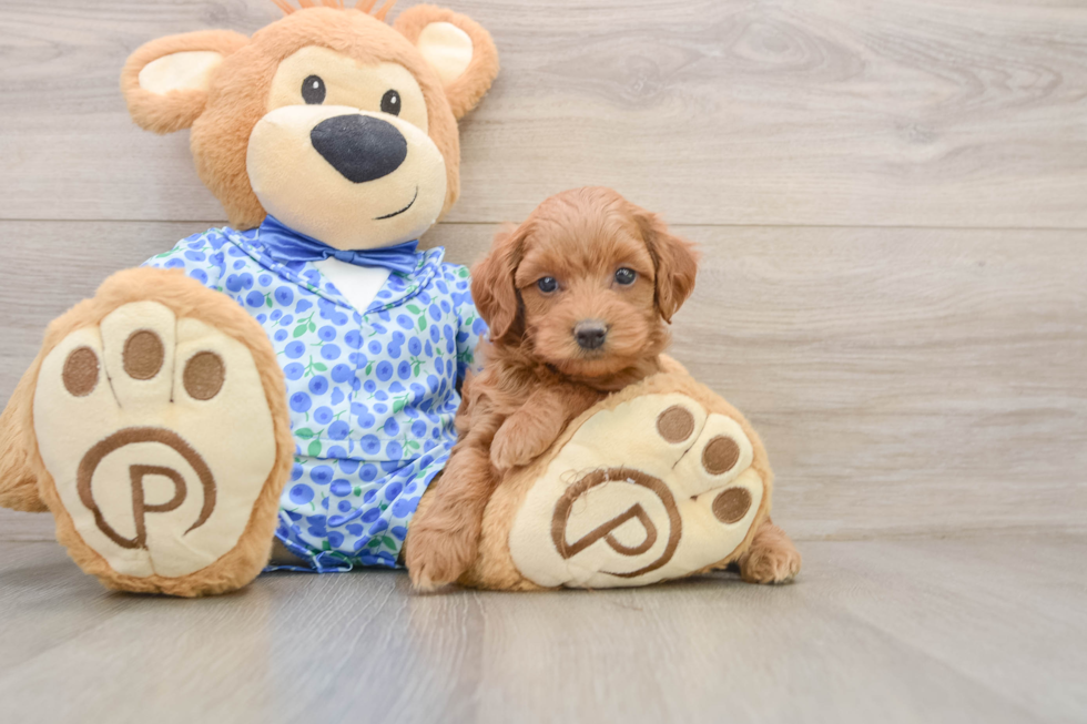 Happy Mini Goldendoodle Baby