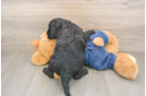 Cute Mini Goldendoodle Baby