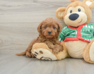 7 week old Mini Goldendoodle Puppy For Sale - Florida Fur Babies