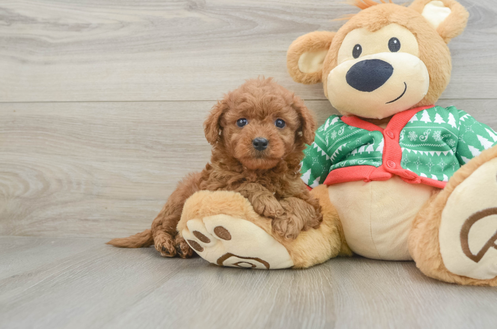 6 week old Mini Goldendoodle Puppy For Sale - Florida Fur Babies