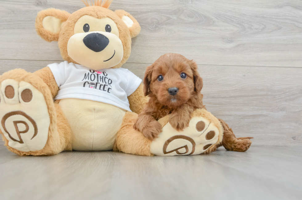 5 week old Mini Goldendoodle Puppy For Sale - Florida Fur Babies