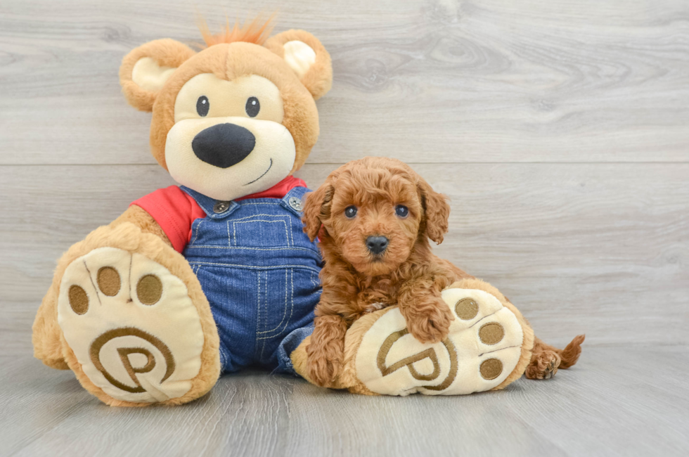 7 week old Mini Goldendoodle Puppy For Sale - Florida Fur Babies