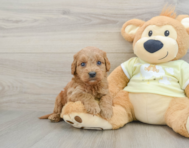 8 week old Mini Goldendoodle Puppy For Sale - Florida Fur Babies