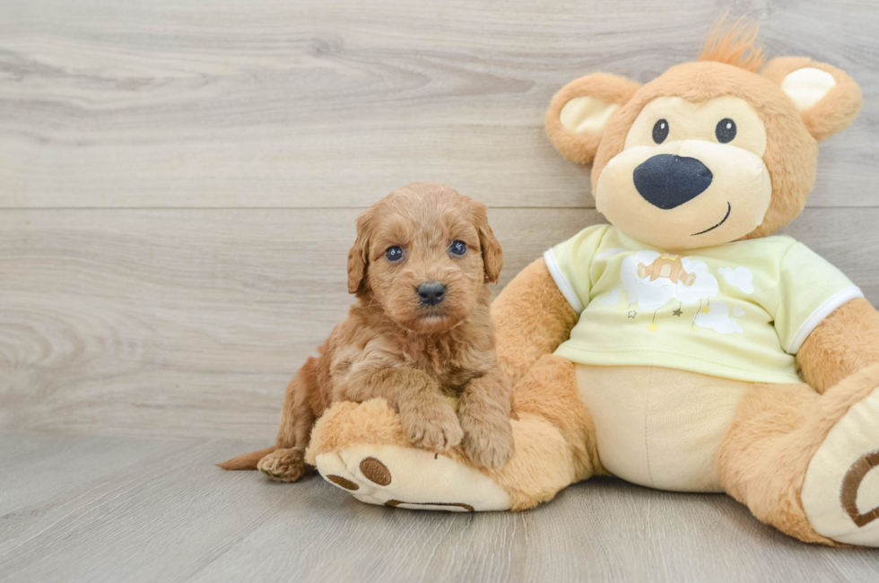 7 week old Mini Goldendoodle Puppy For Sale - Florida Fur Babies
