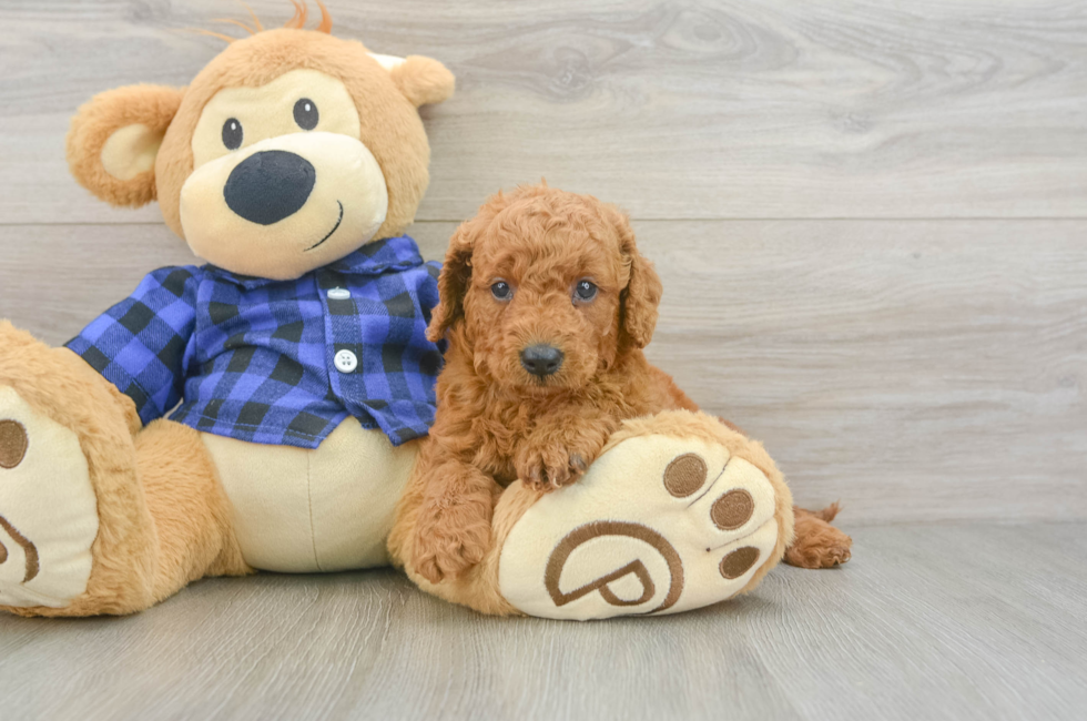 5 week old Mini Goldendoodle Puppy For Sale - Florida Fur Babies