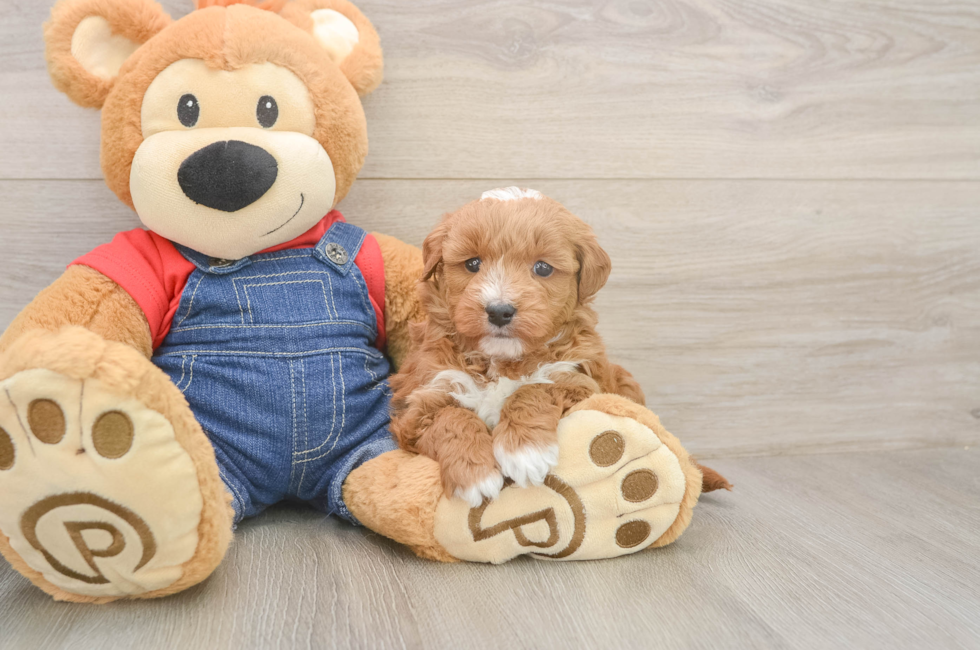 5 week old Mini Goldendoodle Puppy For Sale - Florida Fur Babies