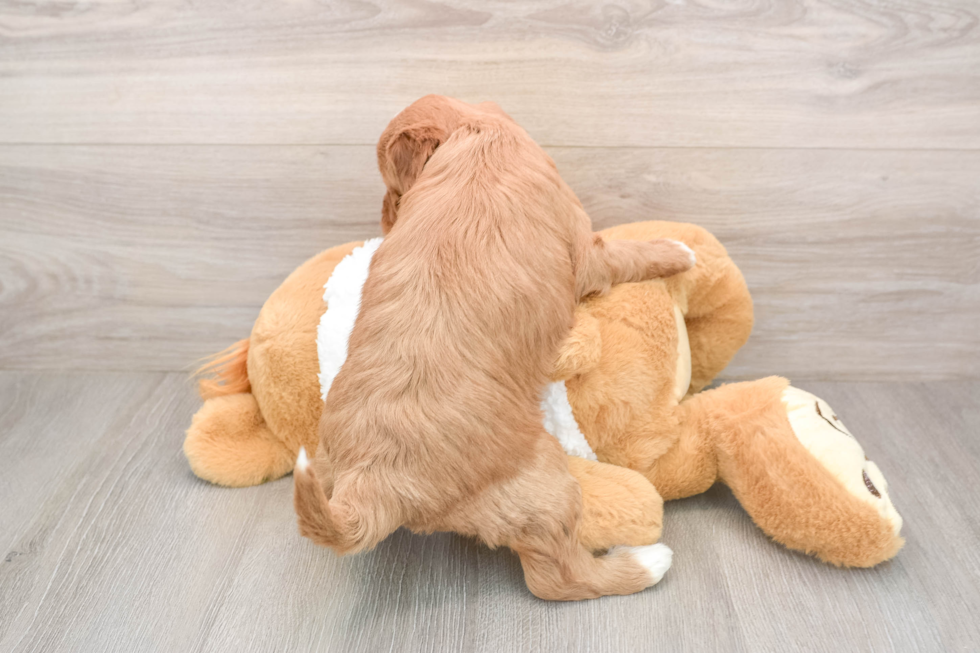 Mini Goldendoodle Pup Being Cute