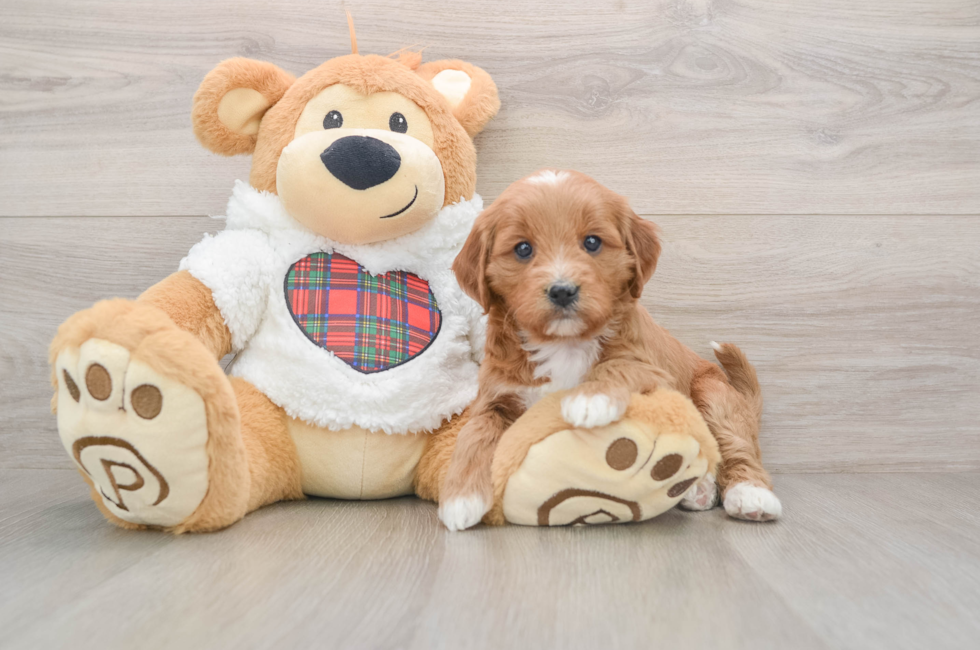 5 week old Mini Goldendoodle Puppy For Sale - Florida Fur Babies