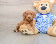 7 week old Mini Goldendoodle Puppy For Sale - Florida Fur Babies