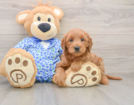 7 week old Mini Goldendoodle Puppy For Sale - Florida Fur Babies