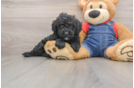 Best Mini Goldendoodle Baby