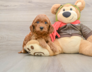 7 week old Mini Goldendoodle Puppy For Sale - Florida Fur Babies