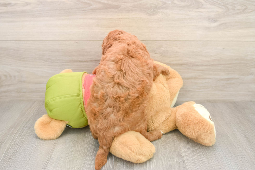 Best Mini Goldendoodle Baby
