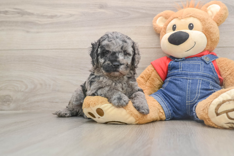 Cute Mini Goldendoodle Baby
