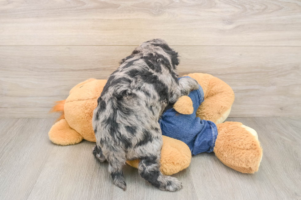 Mini Goldendoodle Puppy for Adoption