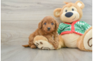 Mini Goldendoodle Pup Being Cute