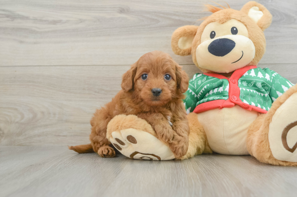 6 week old Mini Goldendoodle Puppy For Sale - Florida Fur Babies