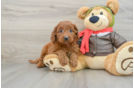 Sweet Mini Goldendoodle Baby