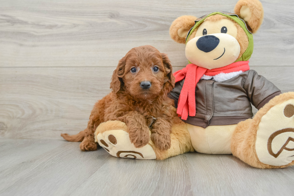 Sweet Mini Goldendoodle Baby