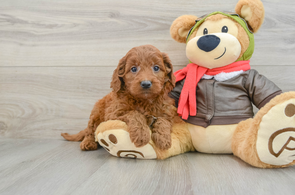 5 week old Mini Goldendoodle Puppy For Sale - Florida Fur Babies