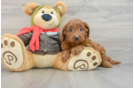 Mini Goldendoodle Puppy for Adoption