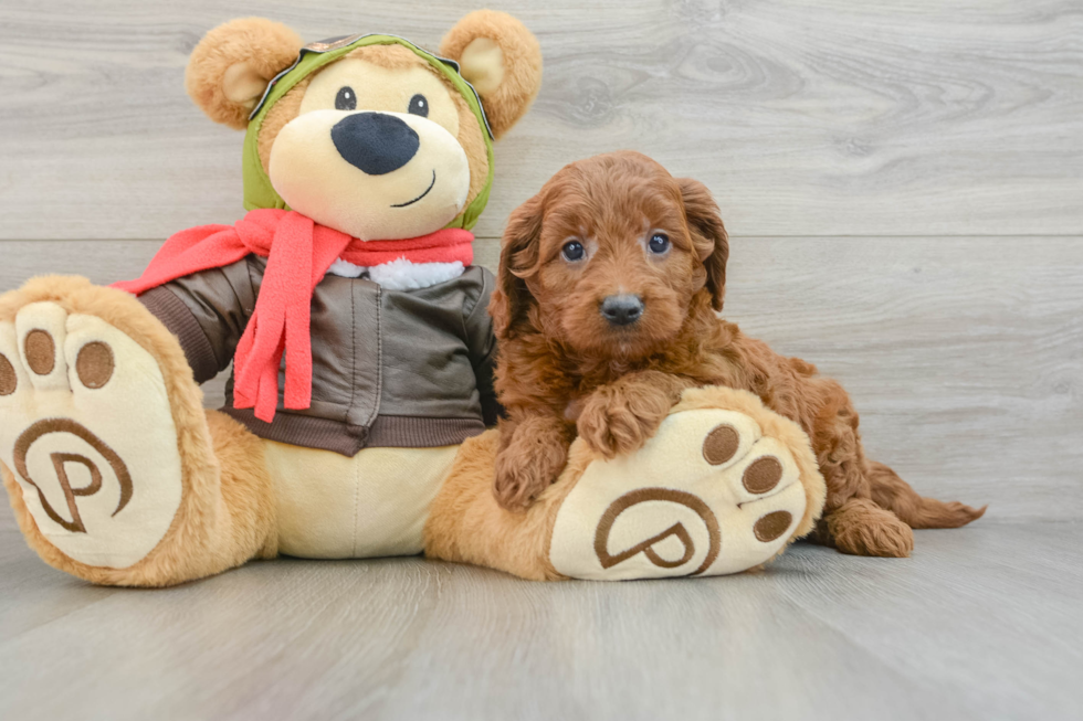 Mini Goldendoodle Puppy for Adoption