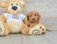 8 week old Mini Goldendoodle Puppy For Sale - Florida Fur Babies