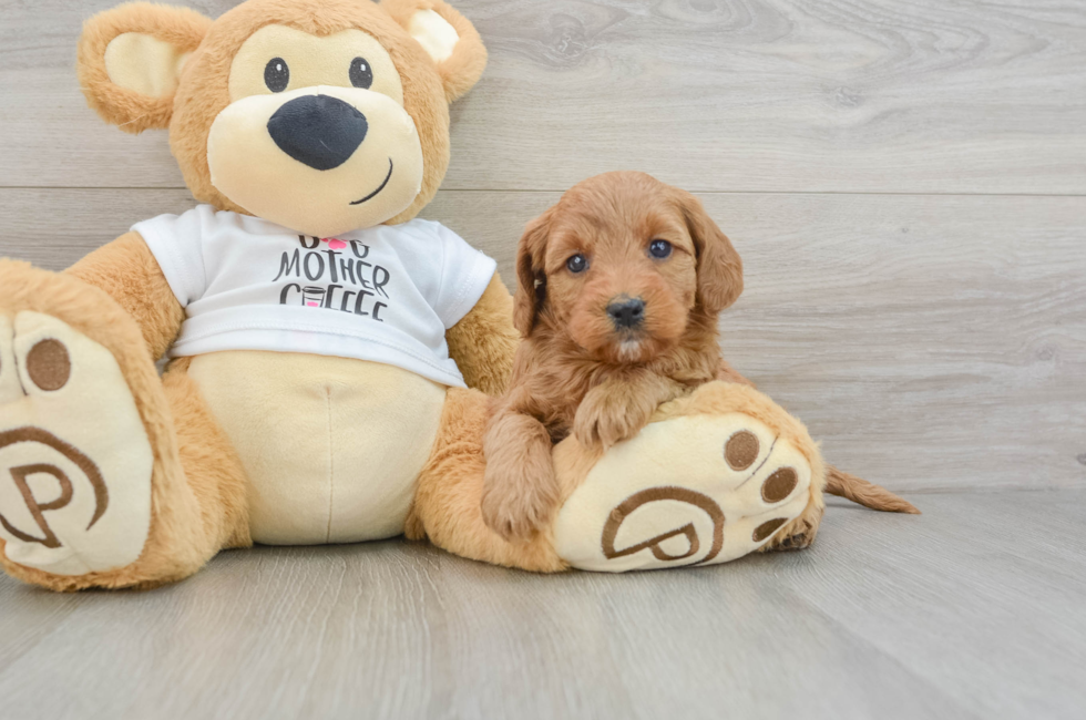 5 week old Mini Goldendoodle Puppy For Sale - Florida Fur Babies