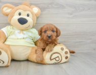 8 week old Mini Goldendoodle Puppy For Sale - Florida Fur Babies