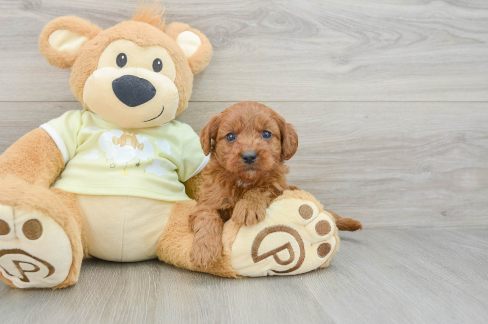 7 week old Mini Goldendoodle Puppy For Sale - Florida Fur Babies