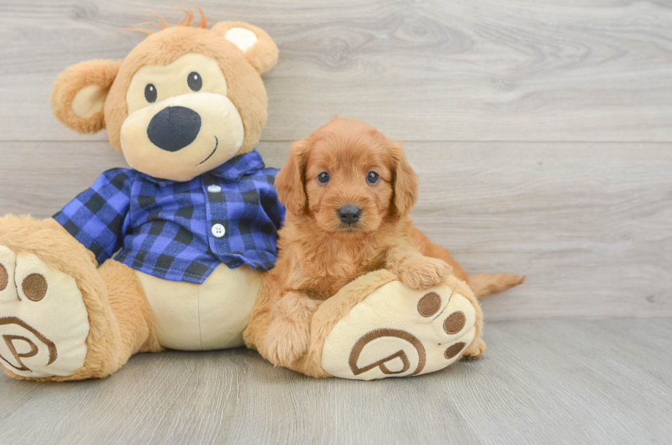 5 week old Mini Goldendoodle Puppy For Sale - Florida Fur Babies
