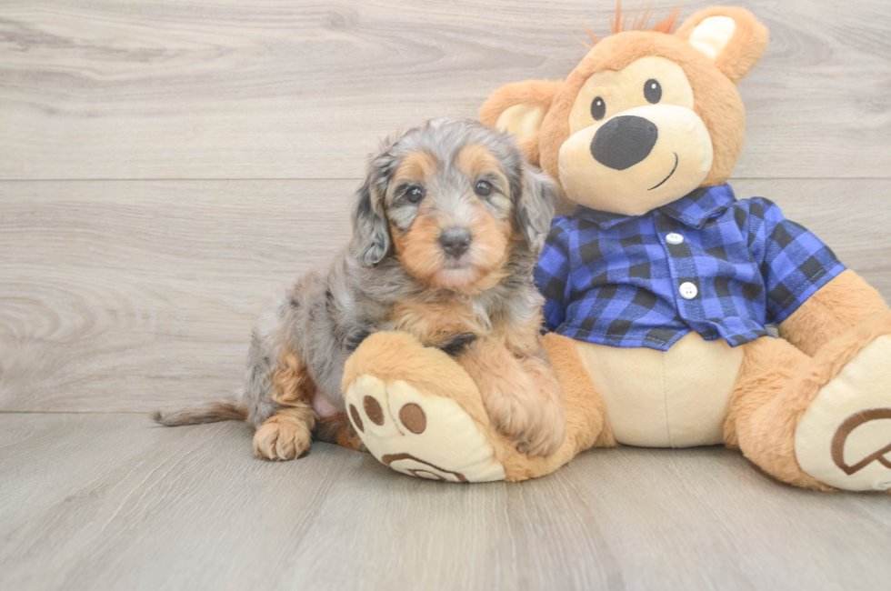 5 week old Mini Goldendoodle Puppy For Sale - Florida Fur Babies