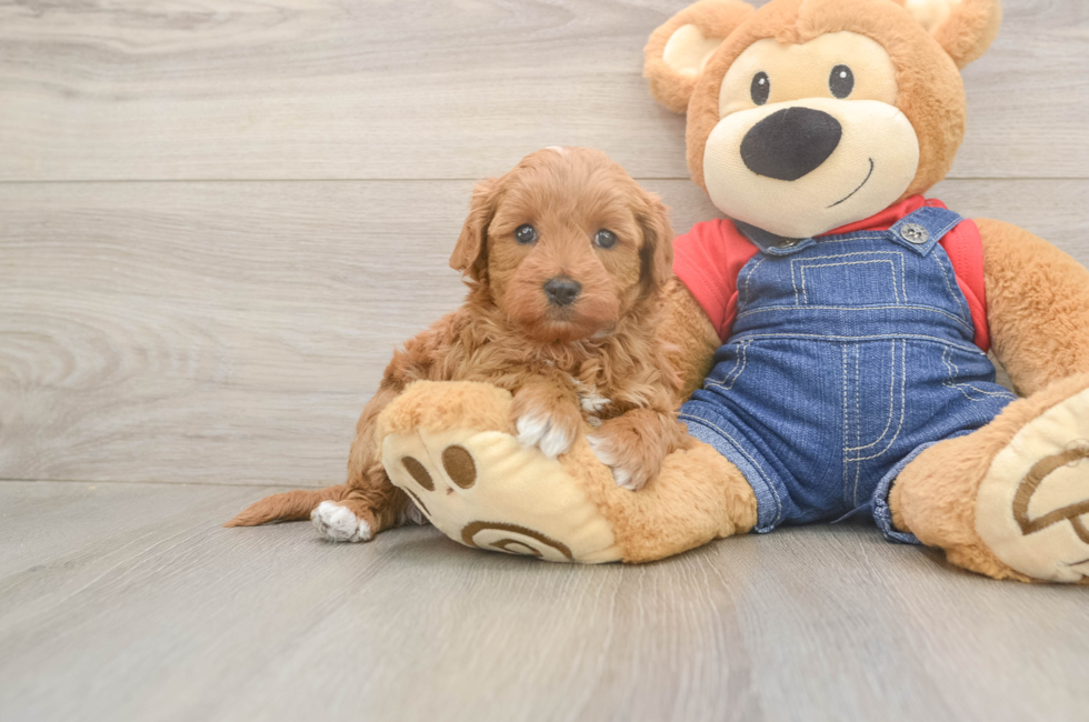 5 week old Mini Goldendoodle Puppy For Sale - Florida Fur Babies