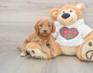 8 week old Mini Goldendoodle Puppy For Sale - Florida Fur Babies