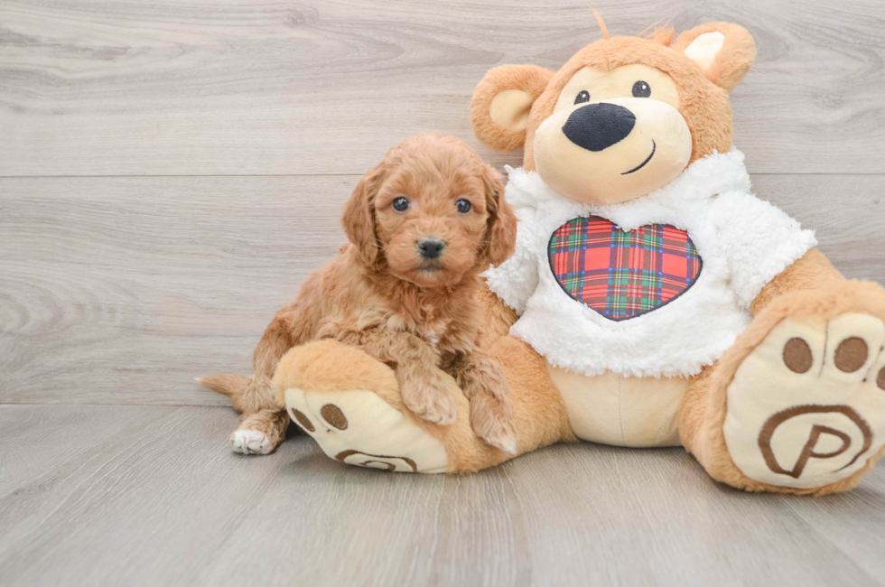 5 week old Mini Goldendoodle Puppy For Sale - Florida Fur Babies
