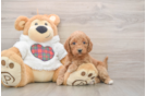 Mini Goldendoodle Puppy for Adoption