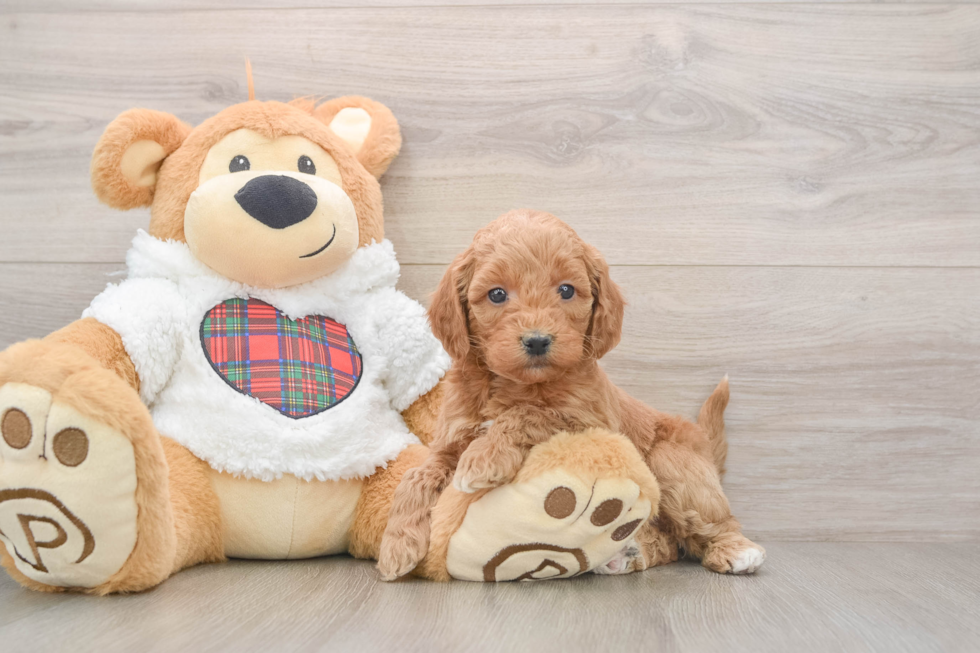 Mini Goldendoodle Puppy for Adoption
