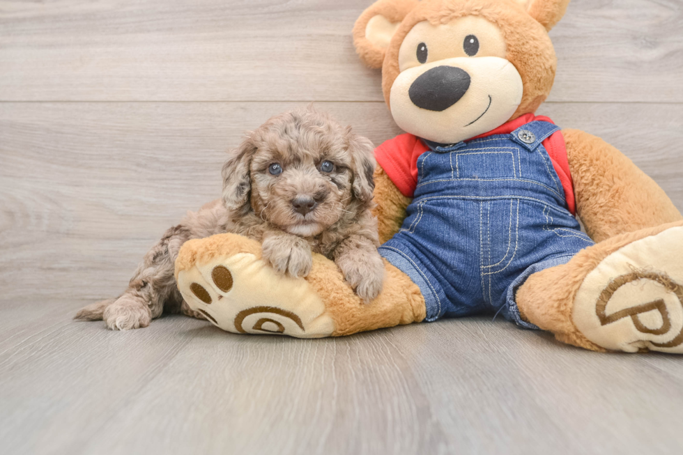 Funny Mini Goldendoodle Poodle Mix Pup