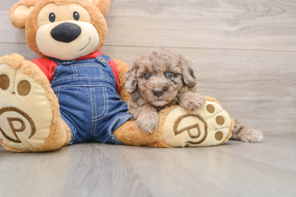 Mini Goldendoodle Puppy for Adoption