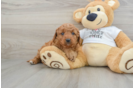 Popular Mini Goldendoodle Poodle Mix Pup