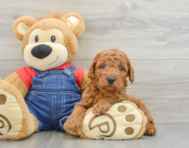 6 week old Mini Goldendoodle Puppy For Sale - Florida Fur Babies