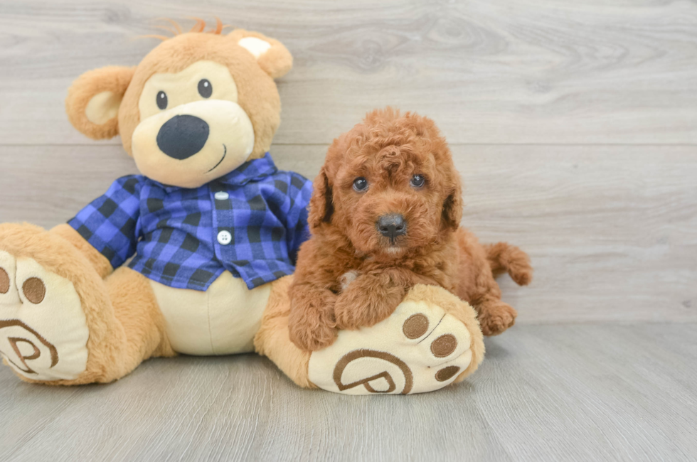 5 week old Mini Goldendoodle Puppy For Sale - Florida Fur Babies