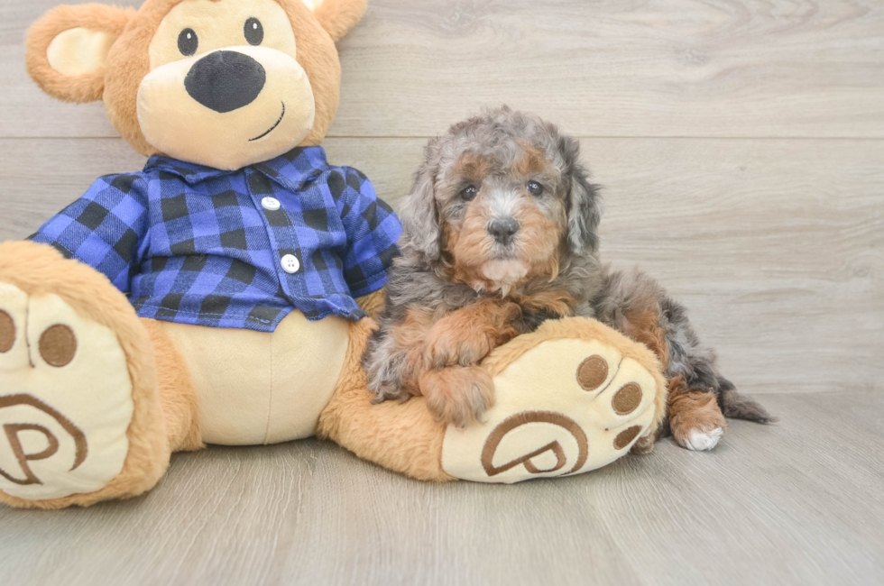 5 week old Mini Goldendoodle Puppy For Sale - Florida Fur Babies