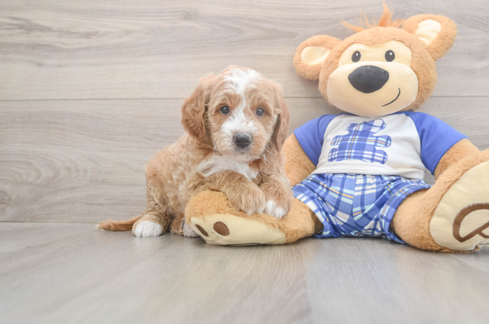 6 week old Mini Goldendoodle Puppy For Sale - Florida Fur Babies