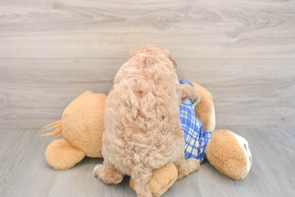 Meet Everhart - our Mini Goldendoodle Puppy Photo  3/3 - Florida Fur Babies Mini Goldendoodle Puppy for Adoption